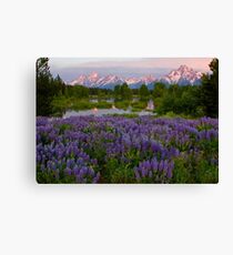 Field of Lupine and the Tetons Canvas Print