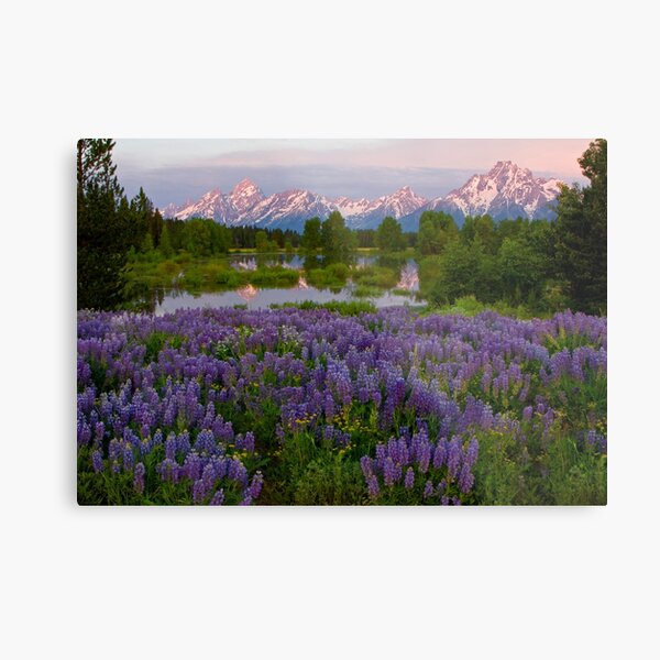 Field of Lupine and the Tetons Metal Print