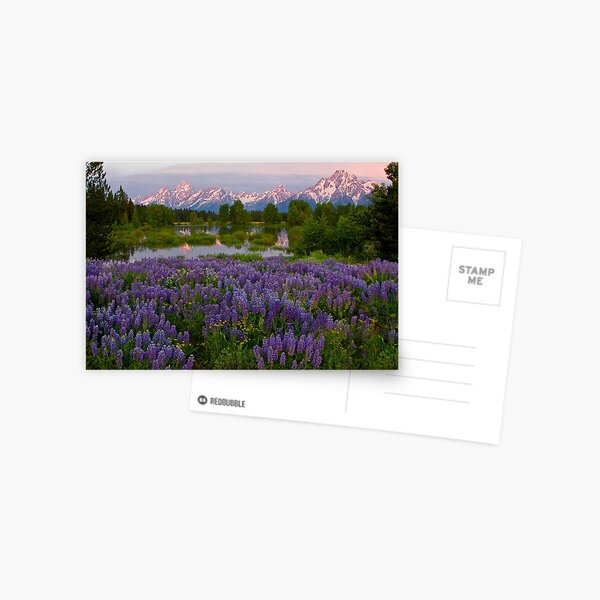 Field of Lupine and the Tetons Postcard