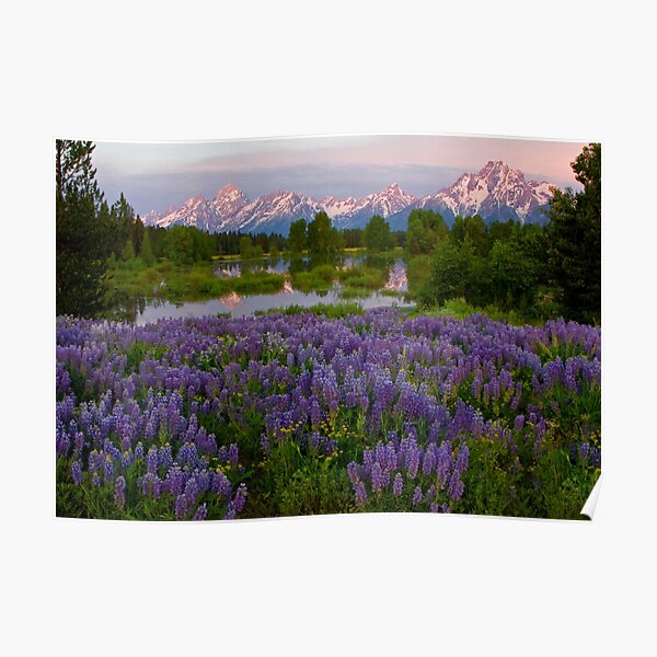 Field of Lupine and the Tetons Poster