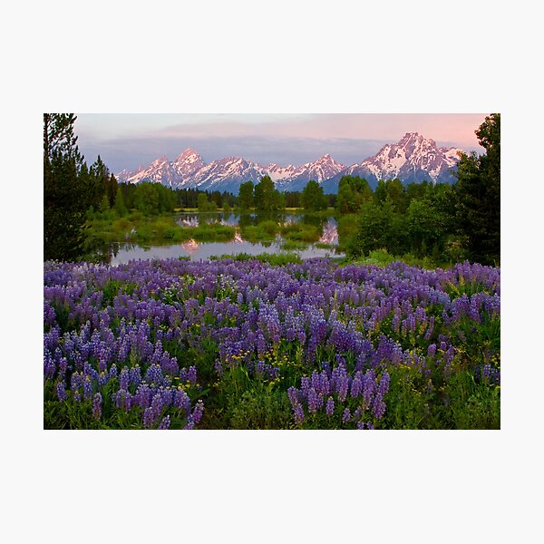 Field of Lupine and the Tetons Photographic Print