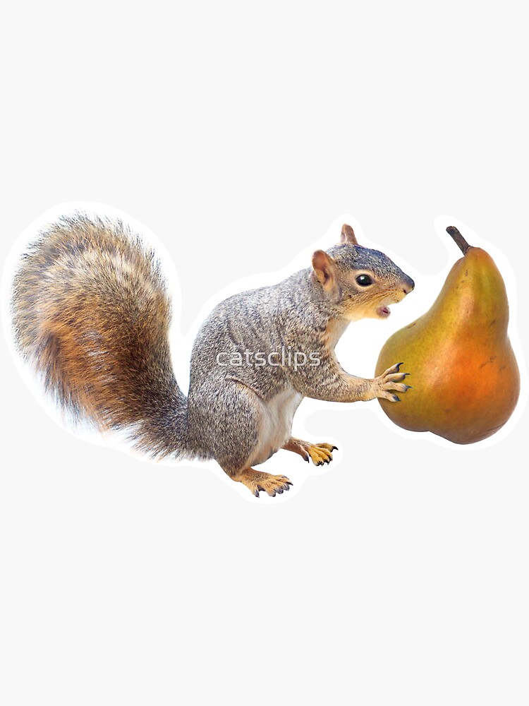 "Squirrel Eating Pear" Sticker for Sale by catsclips Redbubble