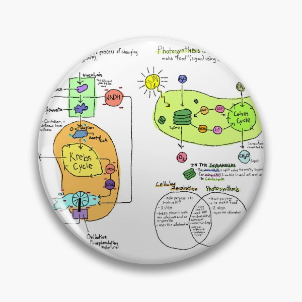 Cellular Respiration And Photosynthesis Venn Diagram 10 Best Images Of