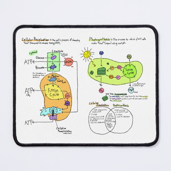 Item preview, Cellular respiration and photosynthesis diagram designed and sold by mealiebob.