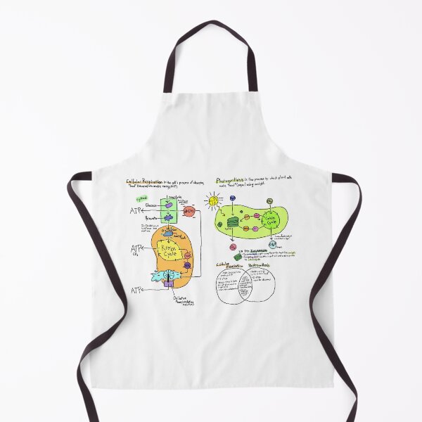 Item preview, Cellular respiration and photosynthesis diagram designed and sold by mealiebob.