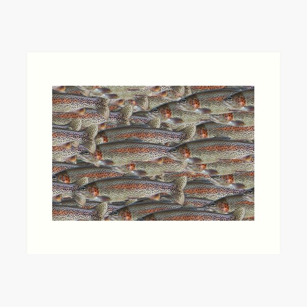 Rainbow Trout. Adelaide Artist Avril Thomas at Magpie Springs  Art Print