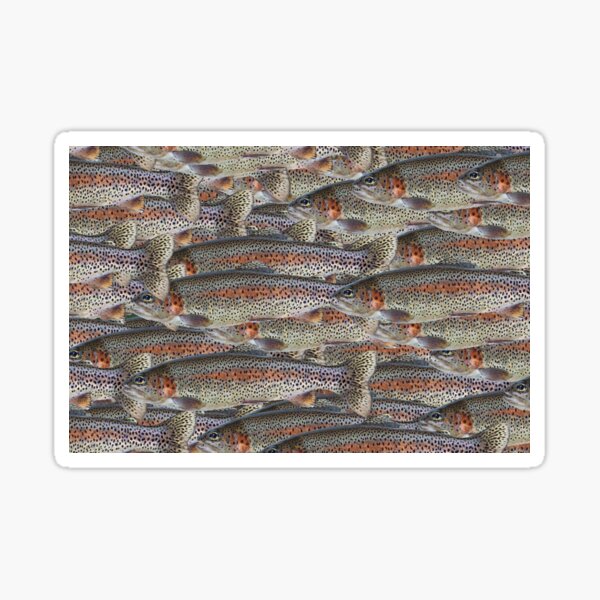 Rainbow Trout by Adelaide artist Avril Thomas at Magpie Springs Sticker