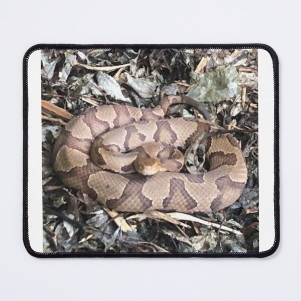 Item preview, Northern Copperhead 1 designed and sold by NimsNature.