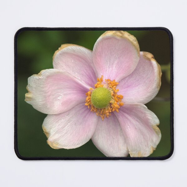 Item preview, Geum designed and sold by days-photographic.