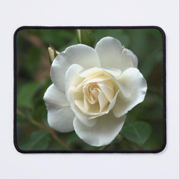 Item preview, White Rose designed and sold by days-photographic.
