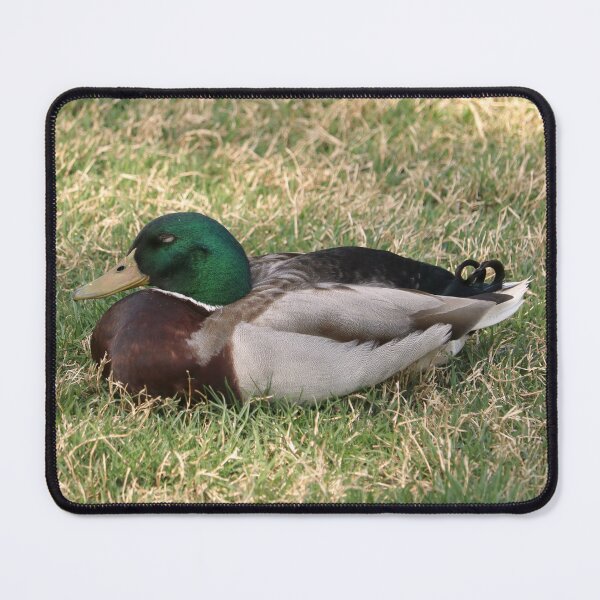Item preview, Sleepy Mallard Duck in the Grass designed and sold by KsbAesthetics.
