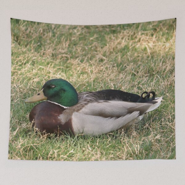 Item preview, Sleepy Mallard Duck in the Grass designed and sold by KsbAesthetics.