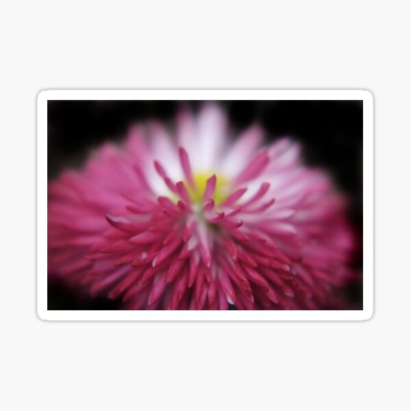 flowers on black - Bellis close-up Sticker