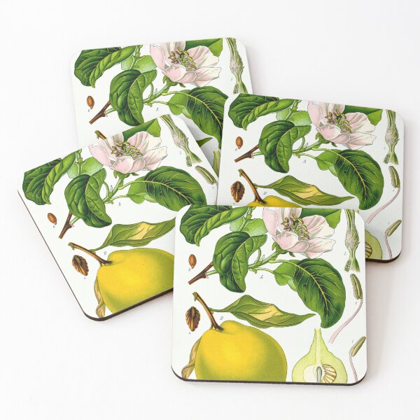 Item preview, Antique Botanical Illustration - "Cydonia oblonga" designed and sold by Paintraven.