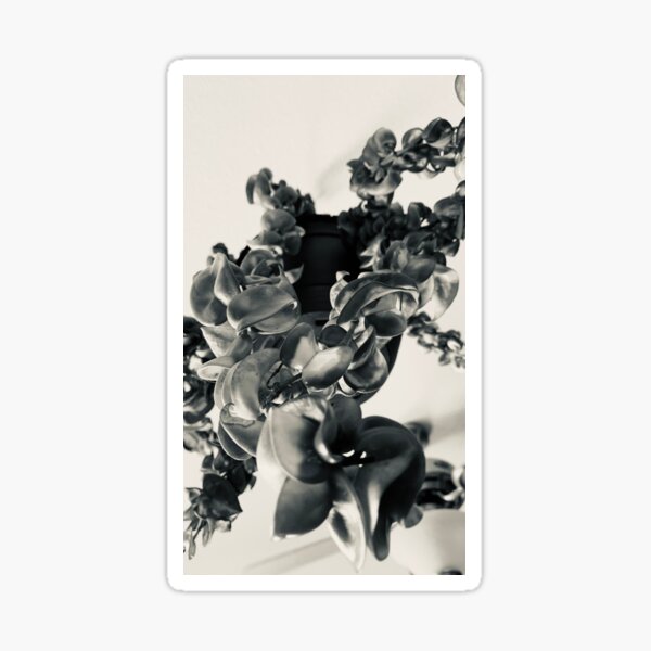 “Hoya Variegated Carnosa Compacta” Sticker for Sale by Rosemerryn