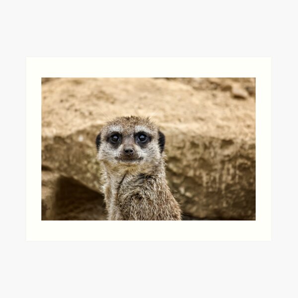 Meerkat Art Print