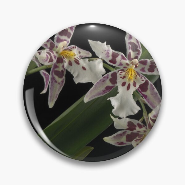 Item preview, Aliceara Tropic Lily 'Hilo Space Ship' designed and sold by LifeSpice.
