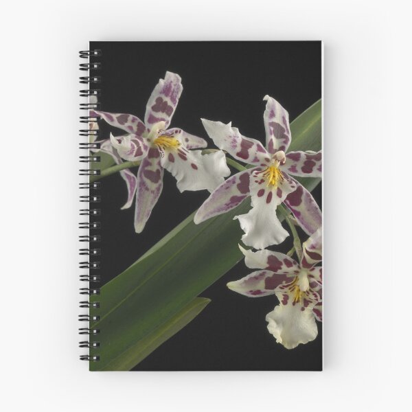 Item preview, Aliceara Tropic Lily 'Hilo Space Ship' designed and sold by LifeSpice.