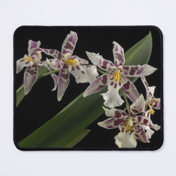 Item preview, Aliceara Tropic Lily 'Hilo Space Ship' designed and sold by LifeSpice.
