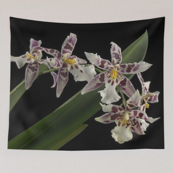 Item preview, Aliceara Tropic Lily 'Hilo Space Ship' designed and sold by LifeSpice.