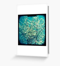 Cherry blossom 3 Greeting Card