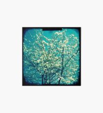 Cherry blossom 3 Art Board