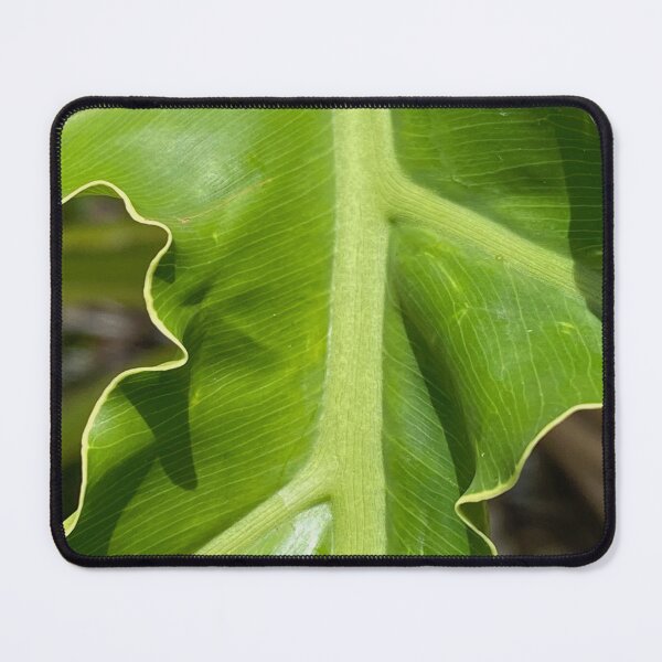 Item preview, Hart's Tongue-Fern by Mark Ewing designed and sold by LifeSpice.