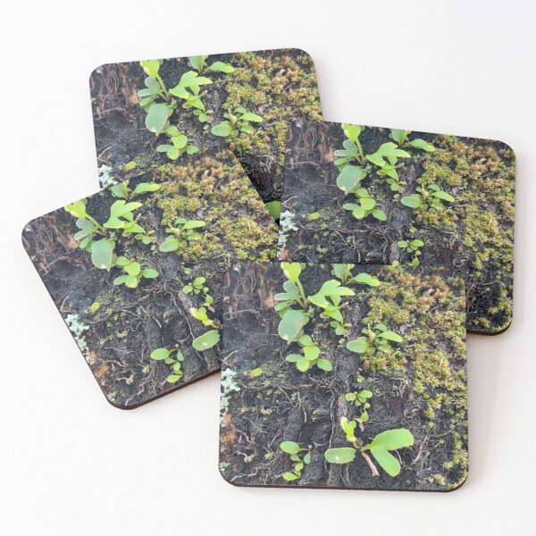 Item preview, Palm Tree Eco-System by Mark Ewing designed and sold by LifeSpice.