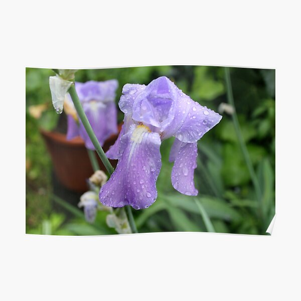 Iris, Tuscany, Italy. Poster
