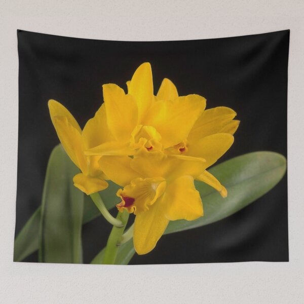 Item preview, × Rhyncattleanthe Love-Love 'Yellow Bird' designed and sold by LifeSpice.