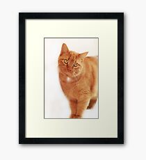 Morris Look-a-Like Framed Print