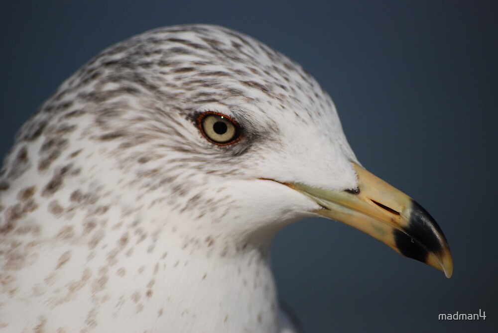 "Ring Bill Seagull CloseUp" by madman4 Redbubble