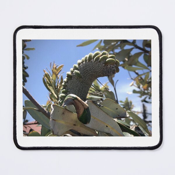 Item preview, Banksia Nut designed and sold by KazM.