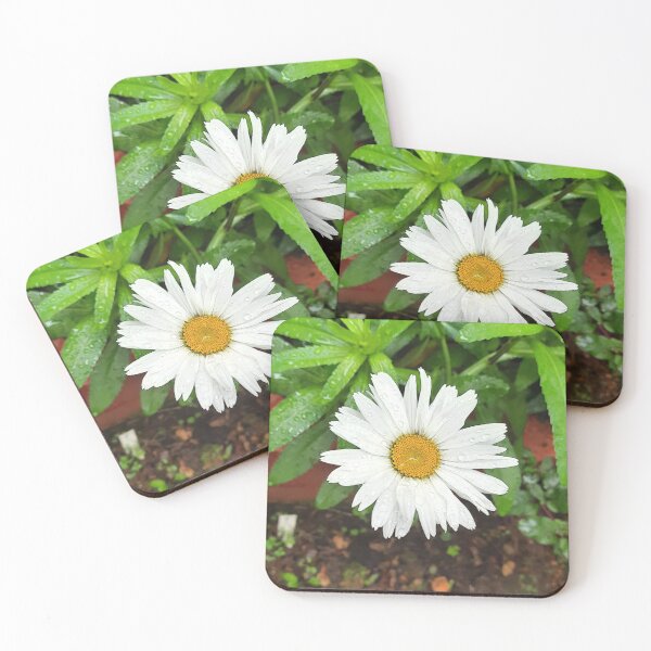 Item preview, Garden White daisies which are beautiful flowers symbolizing purity & innocence designed and sold by Arteartz.