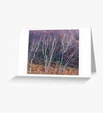 Birches in Breeze Greeting Card
