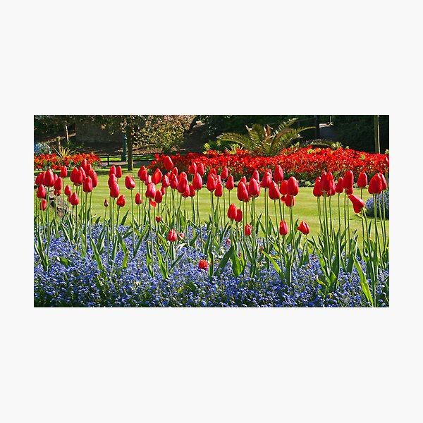 Item preview, Tulip Mania designed and sold by RedHillDigital.