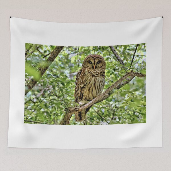 Item preview, Barred Owl - Florida designed and sold by jtrommer.
