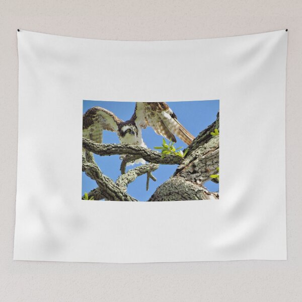 Item preview, Osprey 4 - Florida designed and sold by jtrommer.