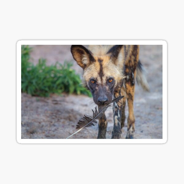 Wild Dog's Prized Feather Sticker