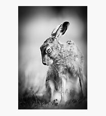 Dark Hare Photographic Print