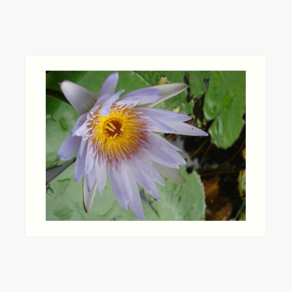 cute water lily Art Print