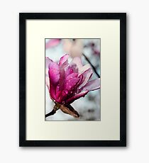 One Pink Magnolia Framed Print