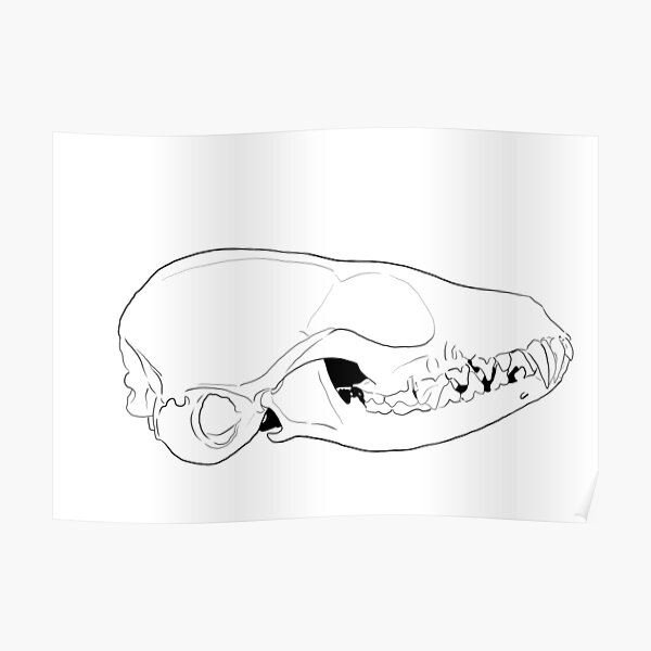“Fennec fox skull digital line work art” Poster for Sale by