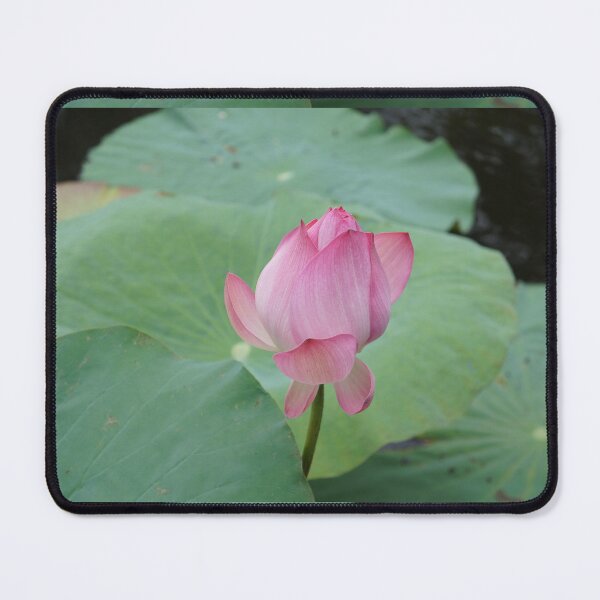 Item preview, lotus Thailand designed and sold by March Rider.