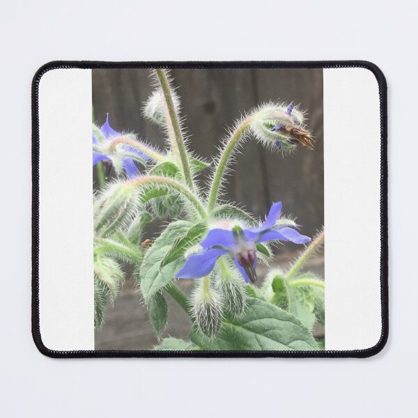 Item preview, Borage 1 designed and sold by NimsNature.