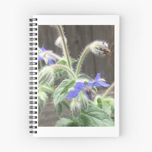 Item preview, Borage 1 designed and sold by NimsNature.