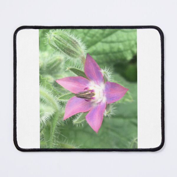 Item preview, Borage 2 designed and sold by NimsNature.