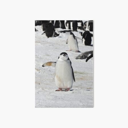 Chinstrap Penguin ~ "Traffic Cop on Point Duty" Art Board Print