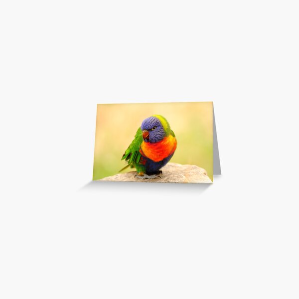 Item preview, All The Colours Of The Rainbow...... Lorikeet designed and sold by CBoyle.