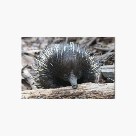 G'day mate.........I'm an Echidna Art Board Print